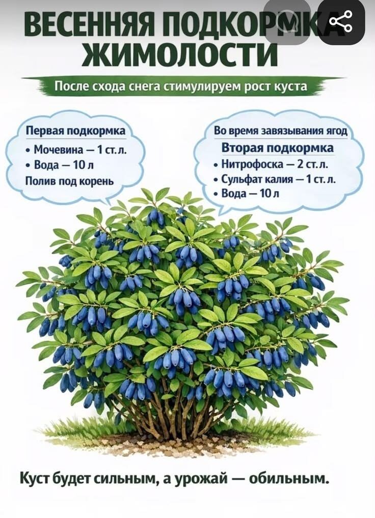 Пришла весна, а это значит, что растения после зимней спячки нуждаются в поддержке. У нас ещё не до конца на участке растаял снег, но я уже сейчас пишу себе список работ на ближайший месяц. И первым делом нужно подкормить все растения, которые перезимовали. Жимолость, одна из ранних ягод, поэтому ею нужно заняться первым делом. На картинке очень хорошо расписана схема подкормки жимолости весной. Буду пользоваться этой шпаргалкой. А у вас уже растаял снег? Все провели весенние садовые работы?