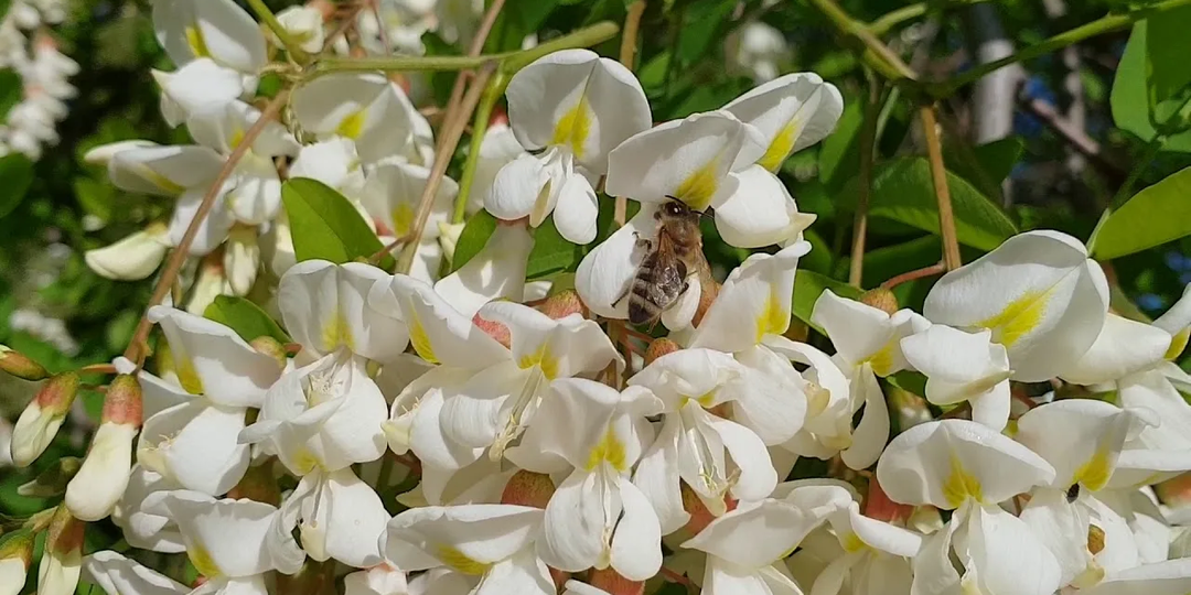Весенняя проверка пчелиных семей основы для начинающих пчеловодов