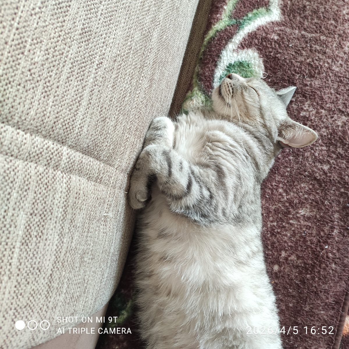 Кошечка наша