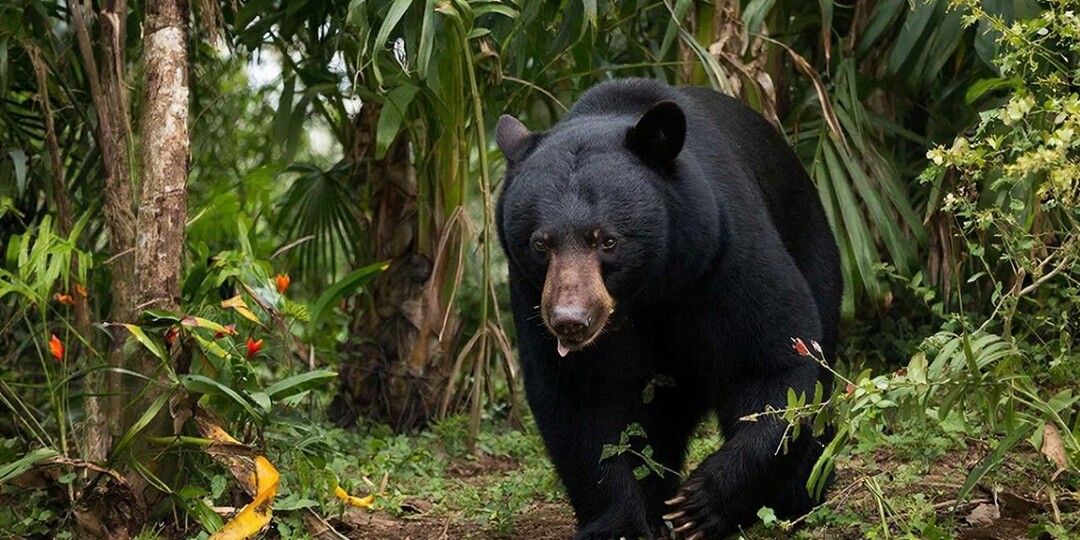Сбил байк и растерзал сиденье: разъярённый медведь-губач напал на детей в Индии