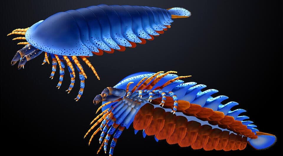   Rudy Lerosey-Aubril and Javier Ortega-Hernández / Nature, 2026