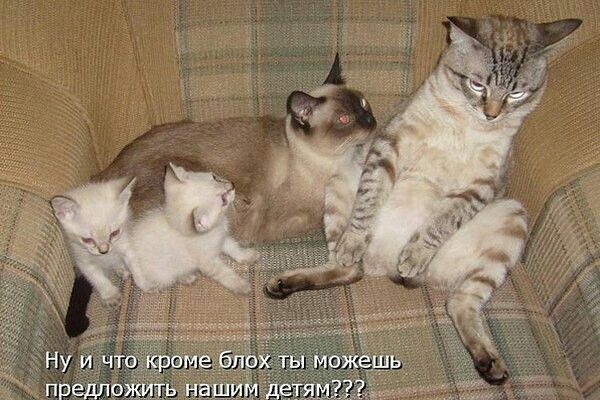 Прикольные мемы с котиками