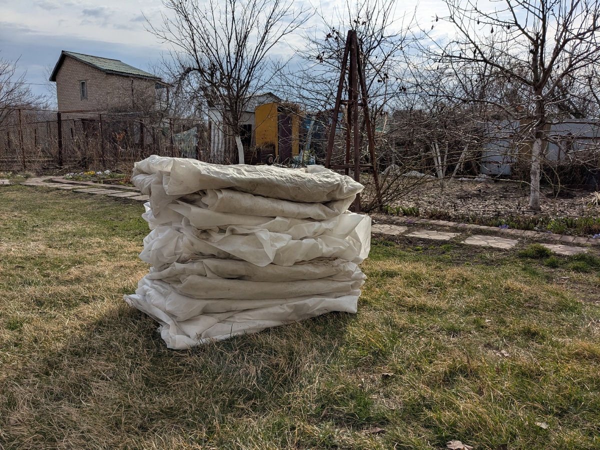 Розы открыты