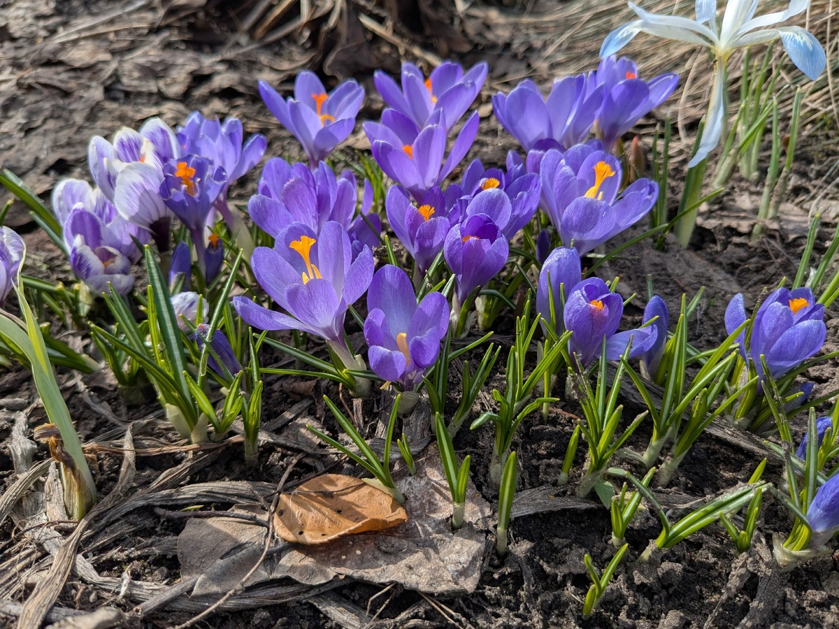 Крокусы цветут