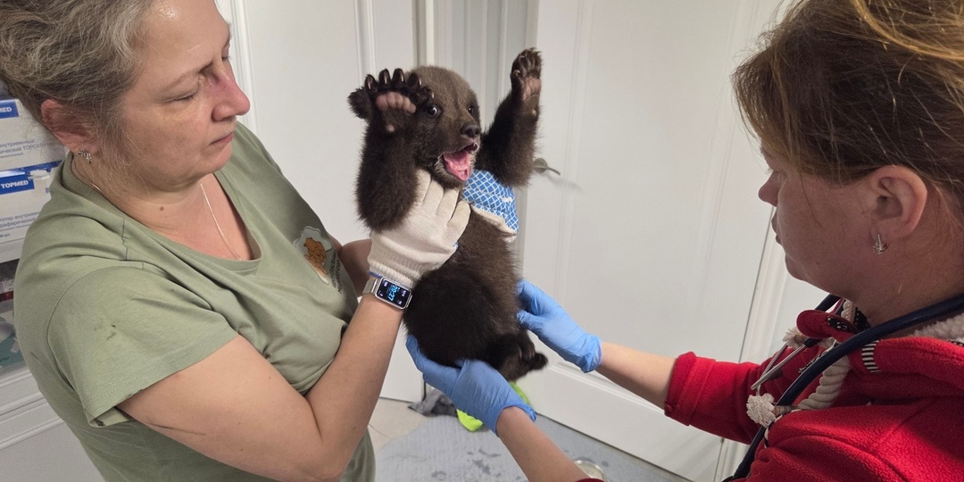 Фотофакт: трех оставленных матерью медвежат спасли в Удмуртии