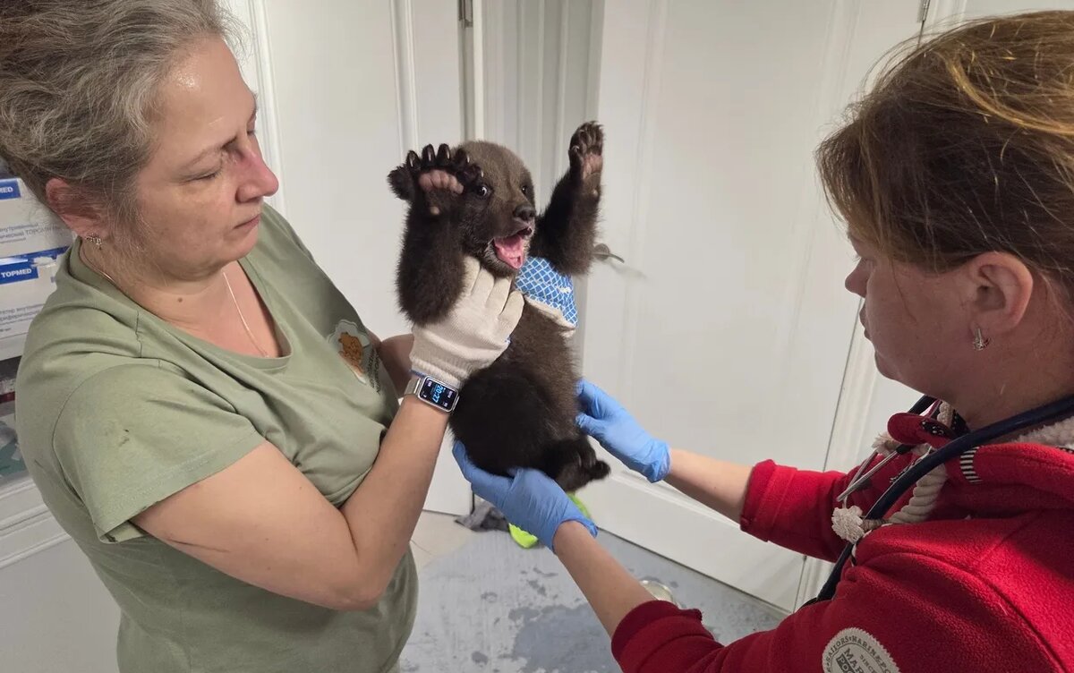    Фотофакт: трех оставленных матерью медвежат спасли в Удмуртии