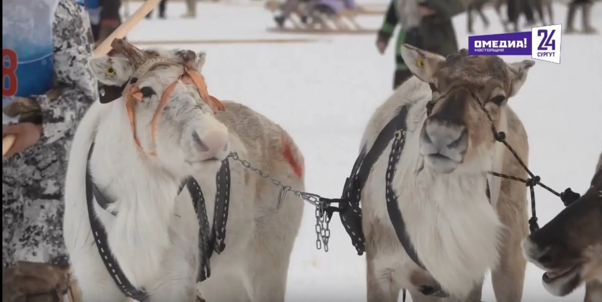 Фото: in-news.ru