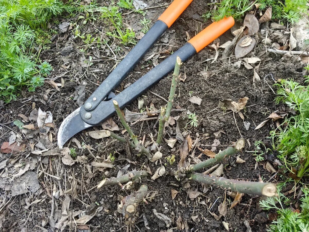 Фото Натальи Мироновой 
