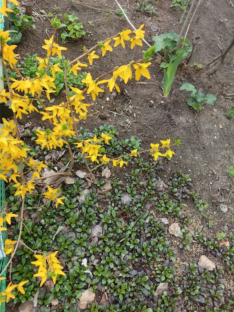 Форзиция в Астрахани уже цветёт. Фото Натальи Мироновой