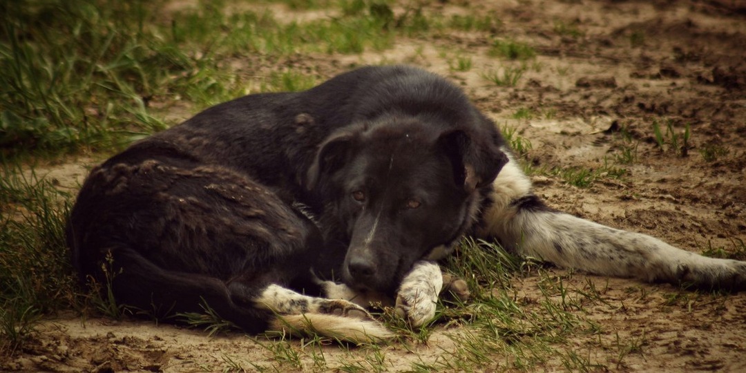 Счастливый финал: спасенная в Орле собака обрела семью