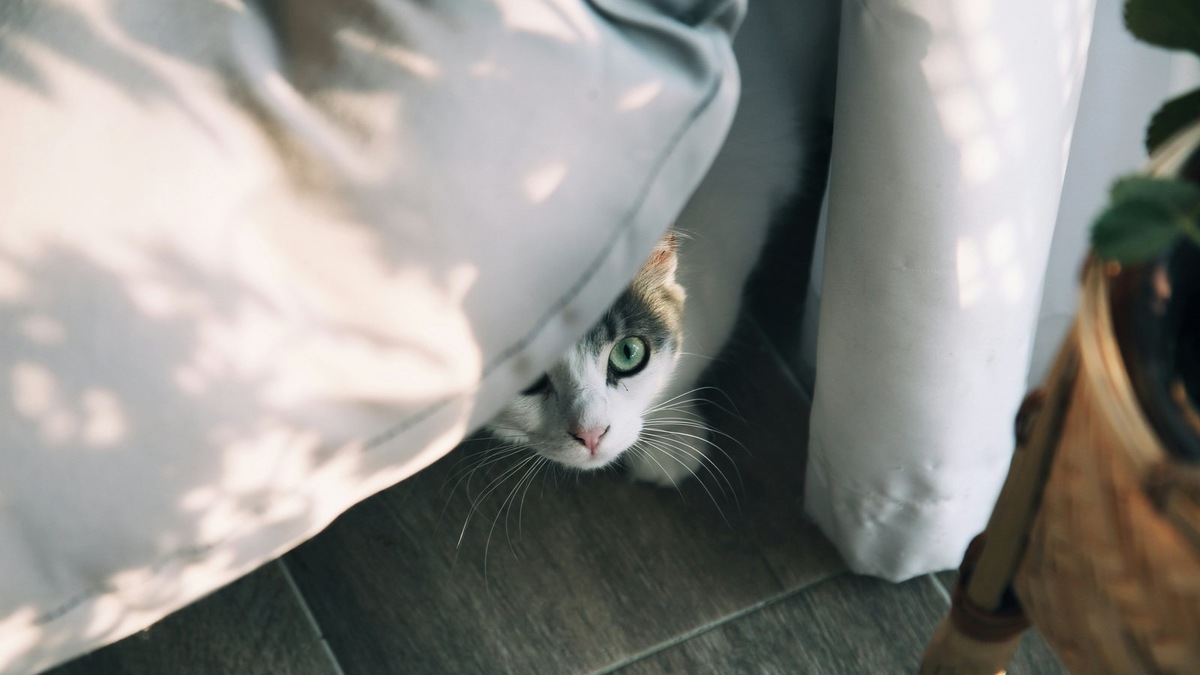    В стрессовой ситуации животные инстинктивно ищут укромное место