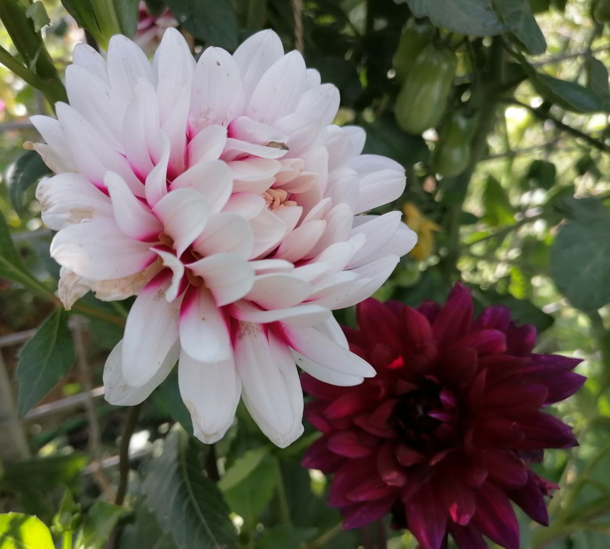 Георгин Ребекказ Ворлд на одном кусте распускает белые, бордовые и бордово-белые цветки, фото автора