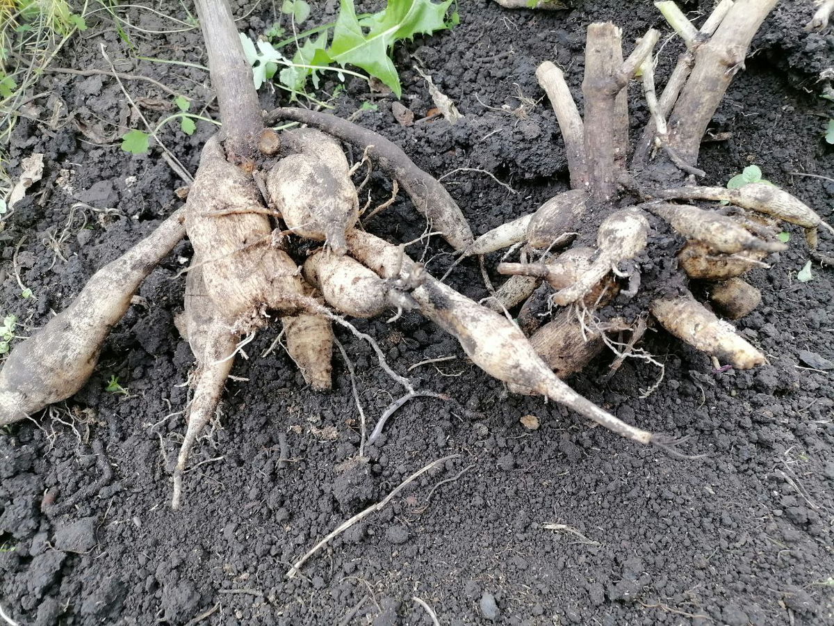 Клубни георгинов, фото автора