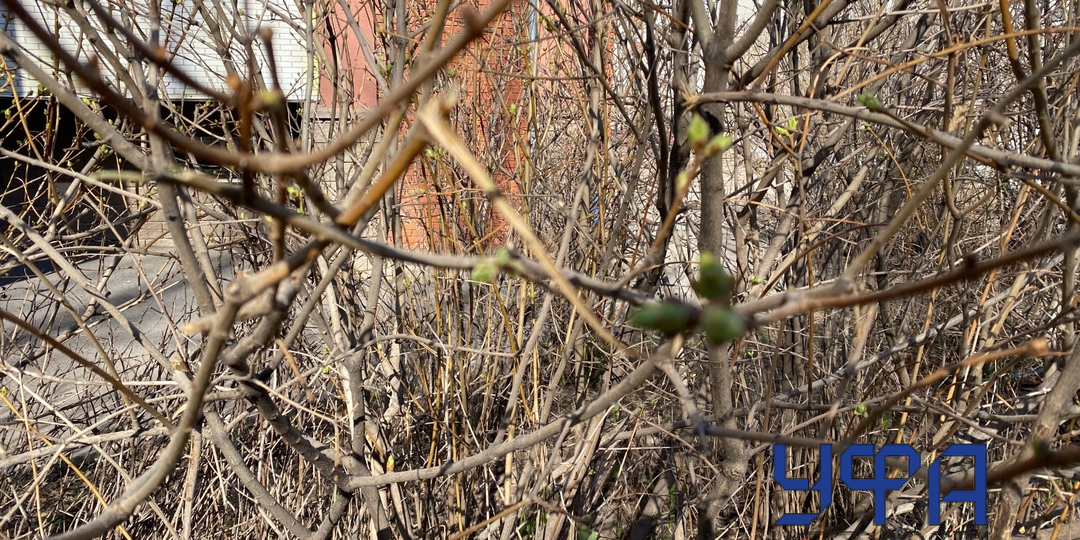 Седьмой температурный рекорд установила Уфа