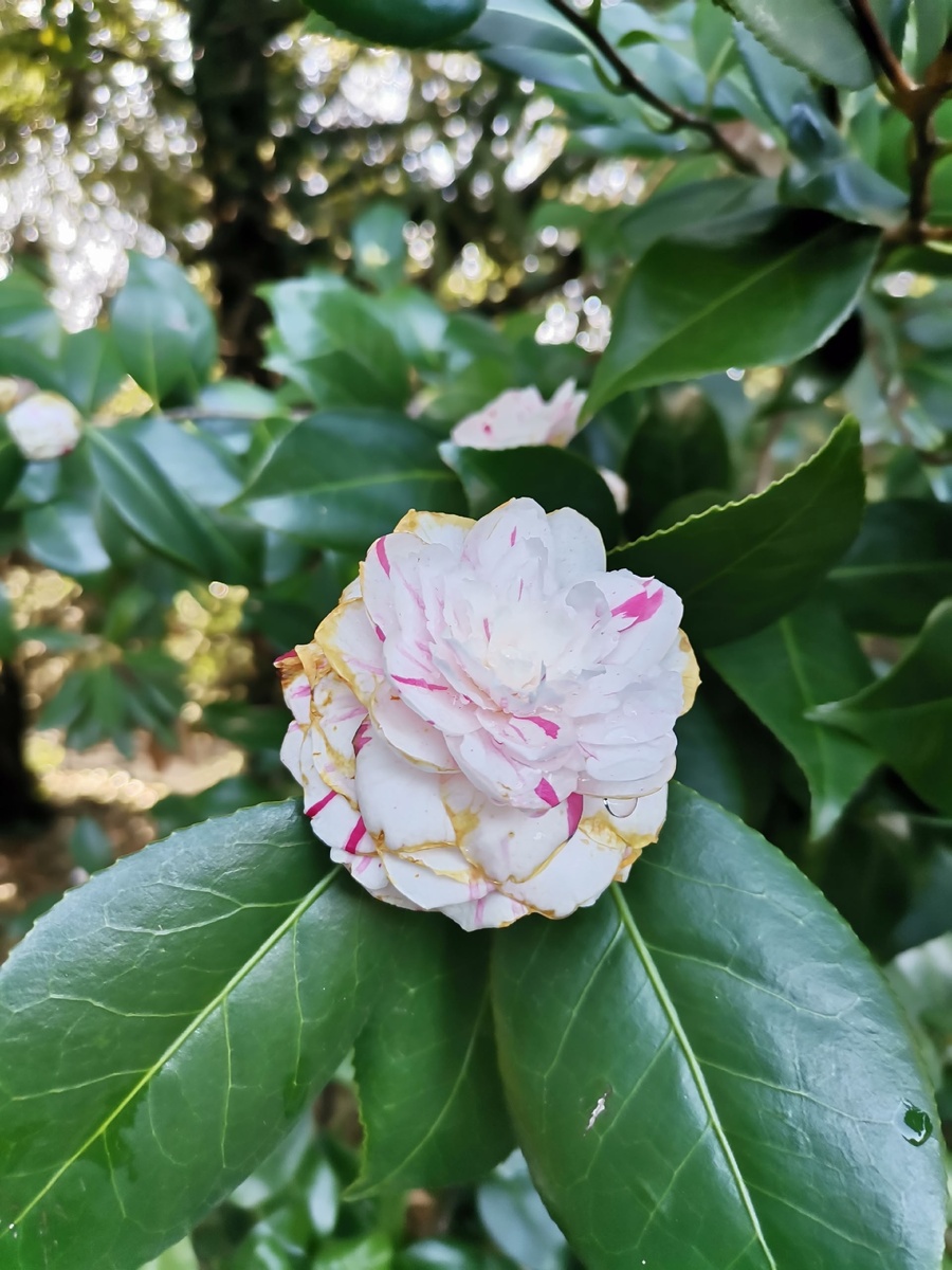 Камелия японская