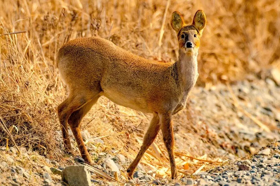     Юрий Смитюк/ТАСС