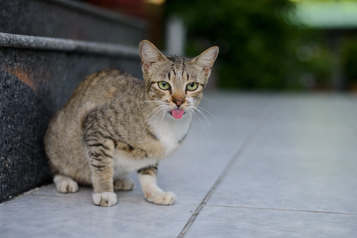 Кошка ходит с высунутым языком