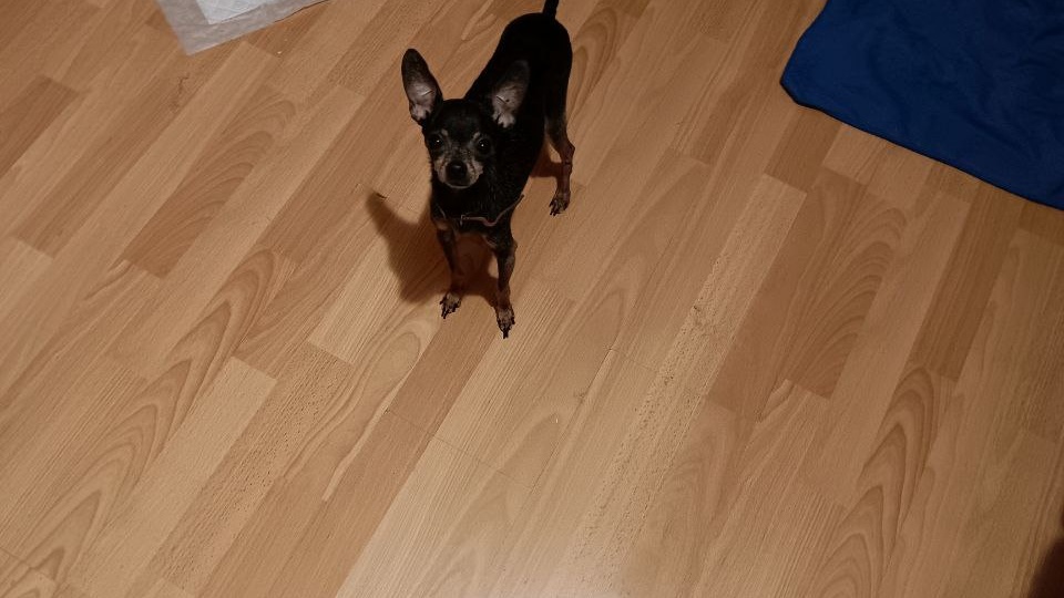 🐾 Привет из дома от Малыша — маленькой собачки с огромным сердцем!