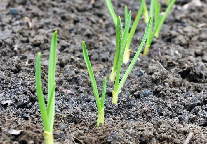 🌿С приходом весны природа оживает, и на грядках с озимым чесноком появляются первые зеленые побеги. Это сигнал к началу активного ухода, ведь от него зависит будущий урожай крупных и здоровых головок.

 Важно понимать, что чеснок сначала развивает мощную зеленую массу, которая служит источником питания для формирования луковиц. Чем пышнее и крепче листья, тем крупнее вырастут головки. Следовательно, наша главная цель – обеспечить идеальные условия для роста листвы.

 Вот что нужно сделать:

 Питание для роста: Примерно через 10 дней после появления всходов подкормите чеснок азотными удобрениями – они стимулируют рост зеленой массы. Если осенью вы уже вносили органику, фосфор и калий, то весной достаточно только азота. Если же при посадке удобрения не применялись, используйте комплексные составы, заделывая их между рядами. Для сторонников органического земледелия подойдут разведенный коровяк (1 часть на 10 частей воды) или куриный помет (1 часть на 20 частей воды).

Правильный полив: Чеснок нуждается во влаге, но не терпит застоя воды, который может привести к гниению корней. Ранней весной почва обычно достаточно увлажнена талыми водами. Поливайте по мере высыхания почвы, особенно если весна выдалась сухой. Лучшее время для полива – утро или вечер. Используйте воду, температура которой соответствует температуре почвы или немного выше (на 2-3 градуса).

Доступ кислорода: После появления всходов обязательно проведите первое рыхление. В дальнейшем рыхлите почву после каждого полива. Это разрушает поверхностную корку, обеспечивая корням необходимый кислород.

Чистота грядок: Регулярно удаляйте сорную траву. Сорняки – это конкуренты чеснока за воду и питательные вещества, их присутствие замедляет развитие растений и снижает урожайность.

Придерживаясь этих несложных правил, вы сможете вырастить на своем участке отменный урожай озимого чеснока!