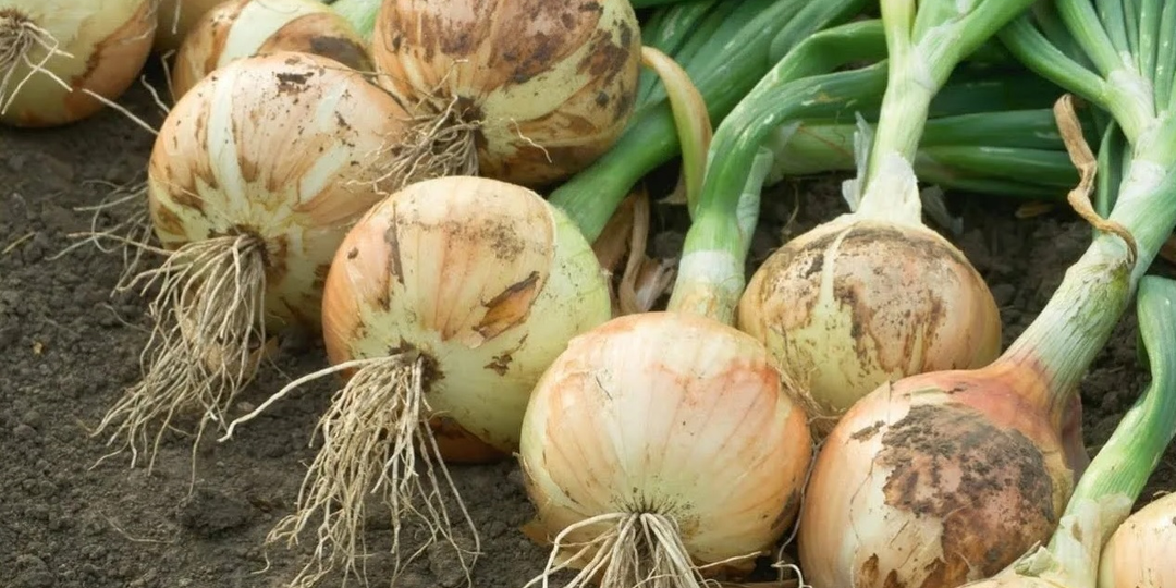 Всего ложка соды — и лук вырастает с кулак: проверенный способ