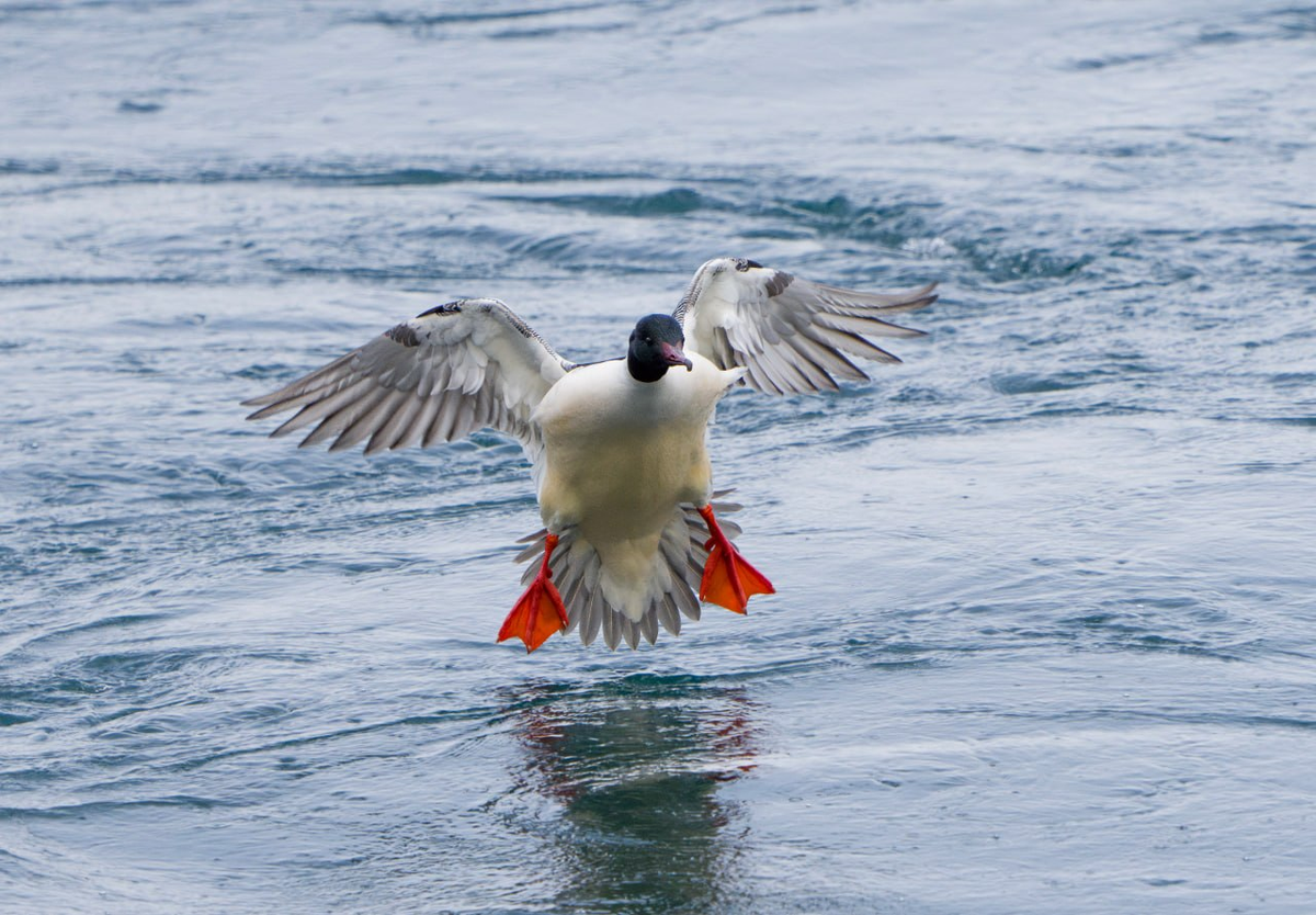 Большой крохаль приземляется на воду в нижнем бьефе Иркутской ГЭС. Фото: Дмитрий Павлов