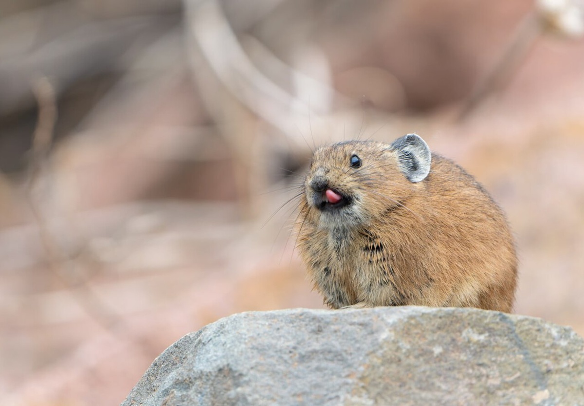 Пищуха, мелкое млекопитающее, ближайший родственник зайца. Снято на территории Красноярской ГЭС. Фото: Дмитрий Павлов