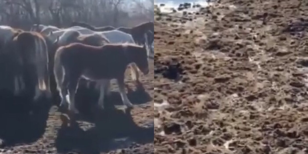 "Ходят кони к водопою": лошади новосибирского фермера загадили берег реки