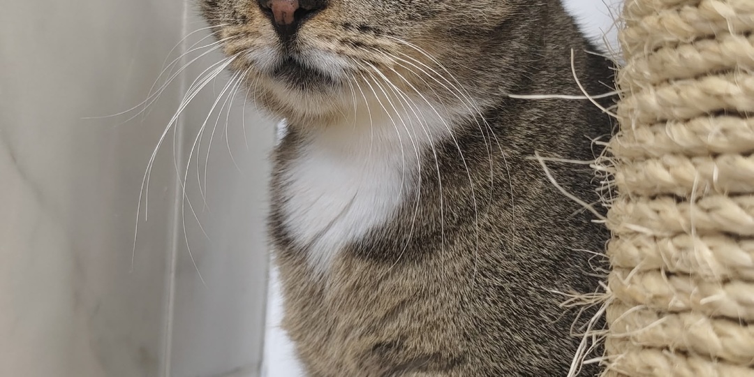 Кошка Кисса мечтает о доме 💖🐾