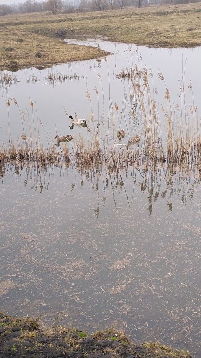 Дикие уточки