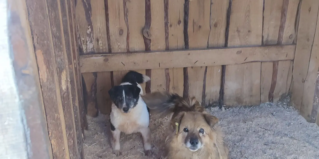 Наш приют продолжает спасать и вырос на 12 собак! Пятница, день стольника!💯💯💯