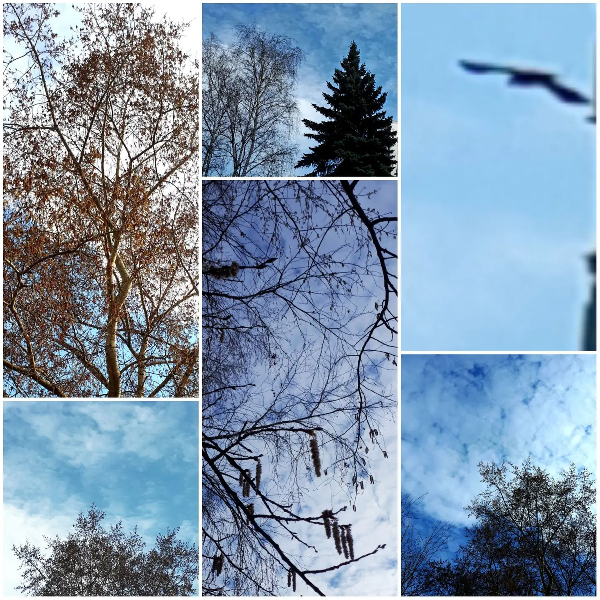 Коллаж автора статьи 03.04.2026г.