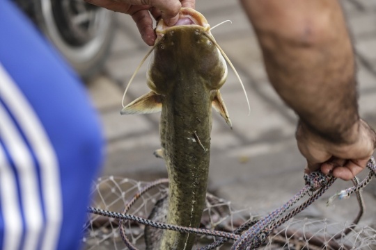    Фото: Виктория Корнеева, ИА "ДОН 24" / Фотобанк Ростовского регионального отделения СЖР Диана Огнева