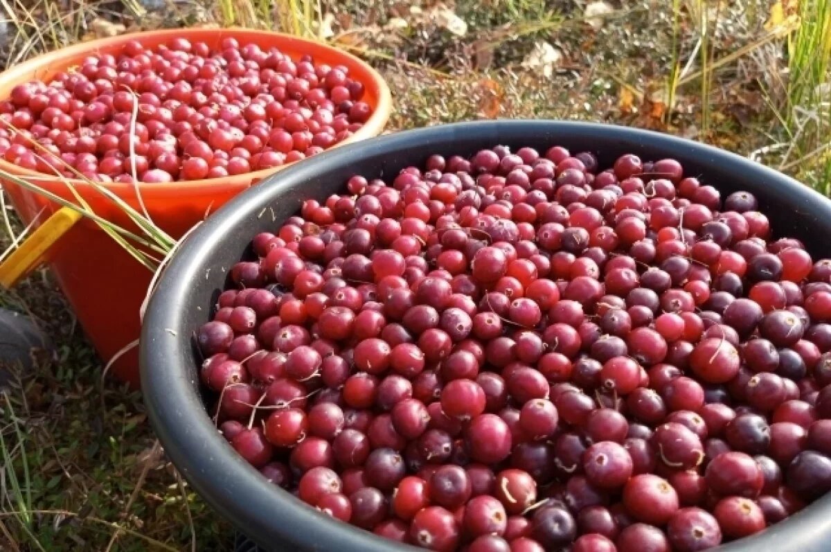    В Боровском появится новый цех по переработке ягод