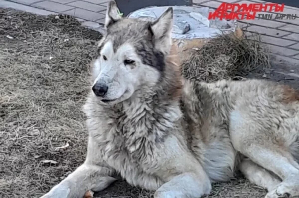    Тюменцы ищут дом брошенной собаке