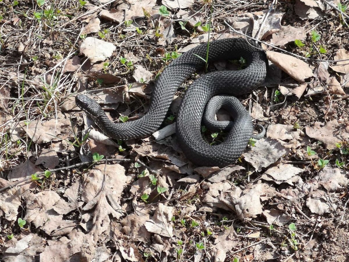 Фото предоставлено пресс-службой Тульского экзотариума