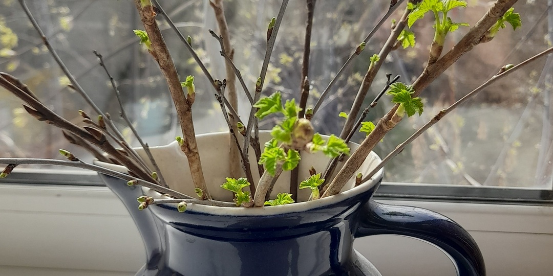 Весна на моём окне и за окном