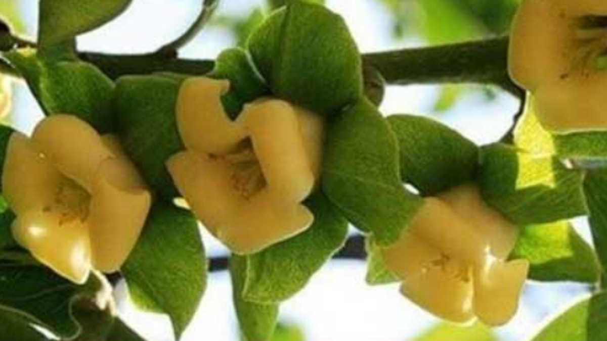 хурма цветение
