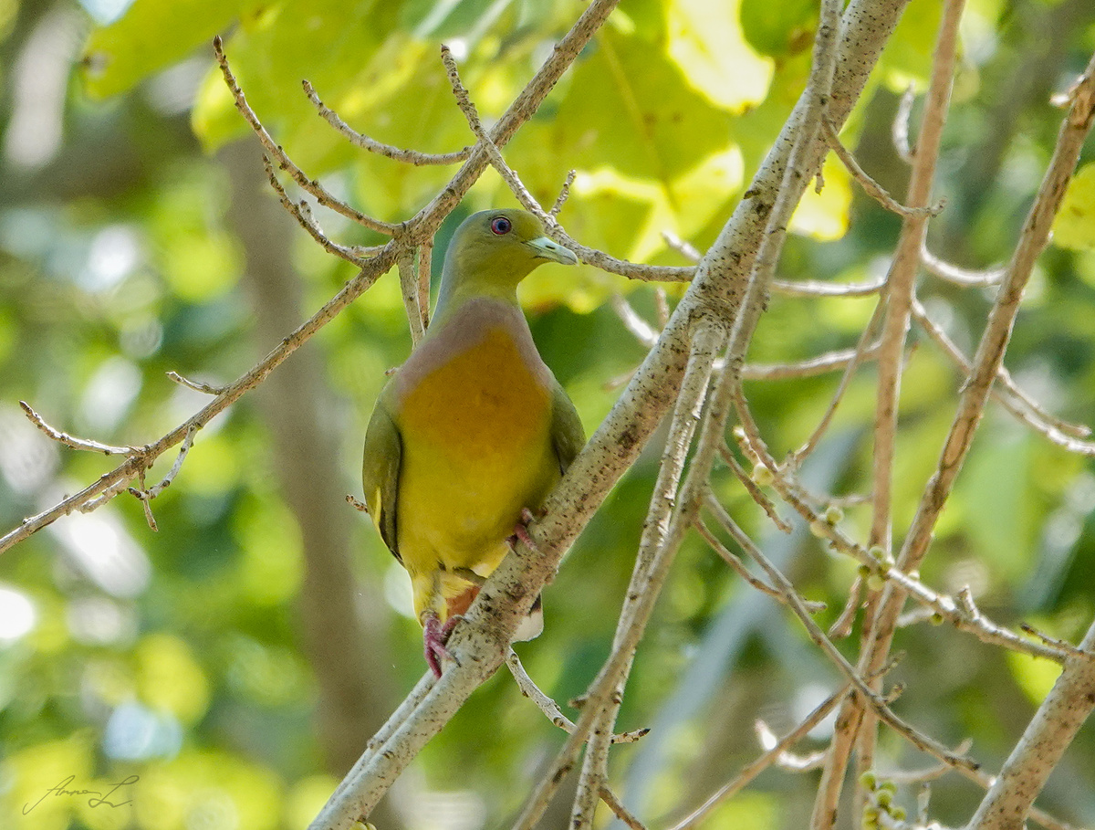 Самец полосатохвостого зеленого голубя