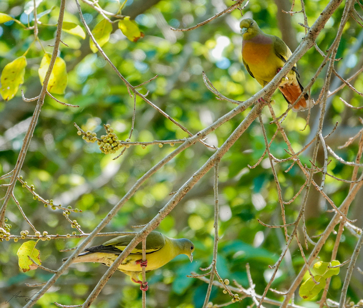 Пара зеленых голубей