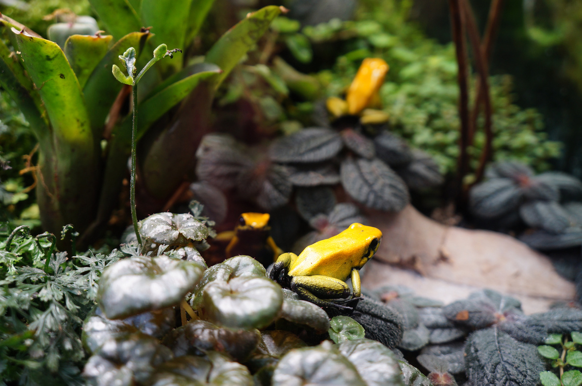 Возможно, Phyllobates terribilis. Желтый листолаз.