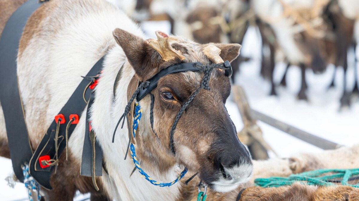    Фото: Никита Погодин / «Ямал-Медиа»