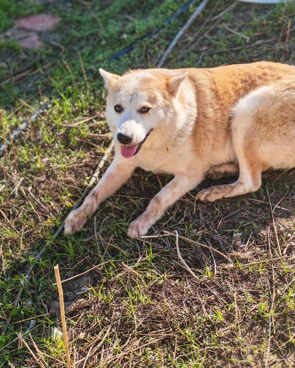 Слава, та еще штучка. Один щенок от нее так и не пристроился. Пока дома сидит