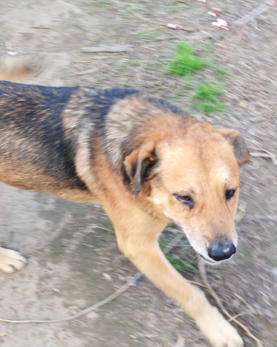 Мальчик, когда нашли во дворе, был скелетом. Сечас кабачок плотненький. Умнейшая собака