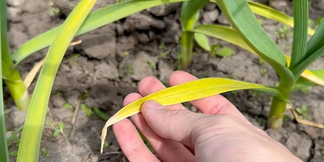 Желтый чеснок пугает каждую весну. Агрономы называют 3 причины — не вредители