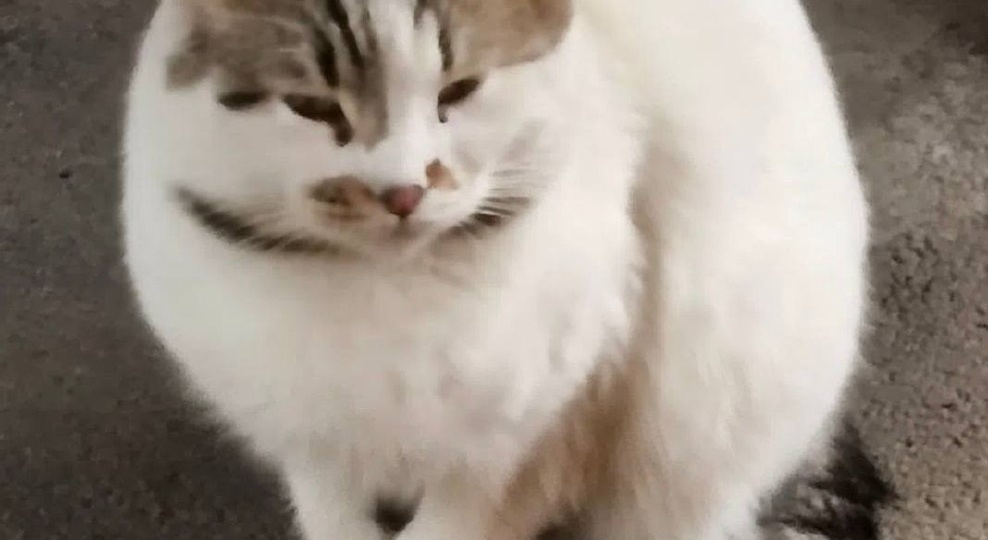 Найдена кошка! Пожалуйста, максимальный репост