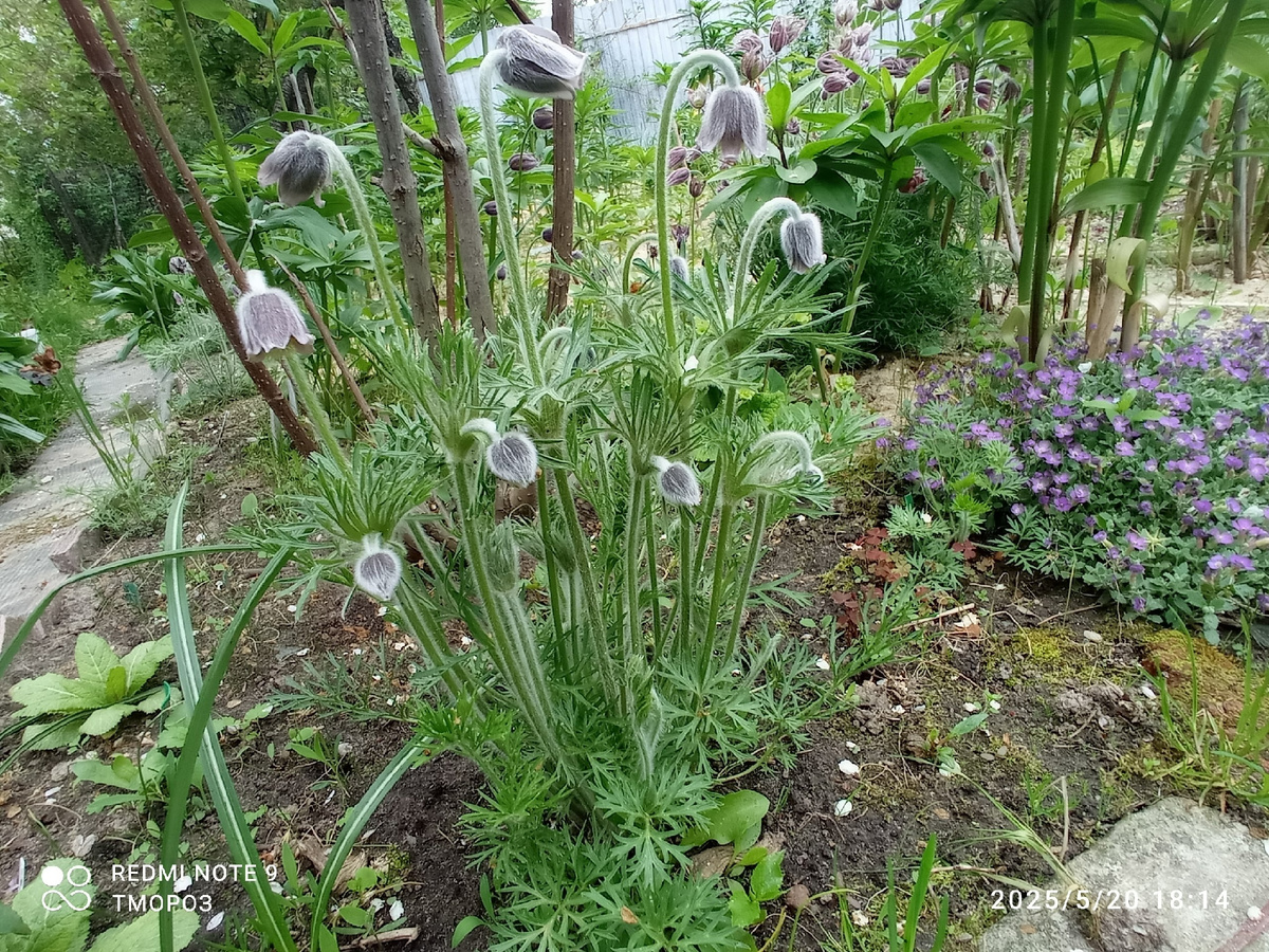 вот это место. Во главе -  прострел луговой, он скромен листвой