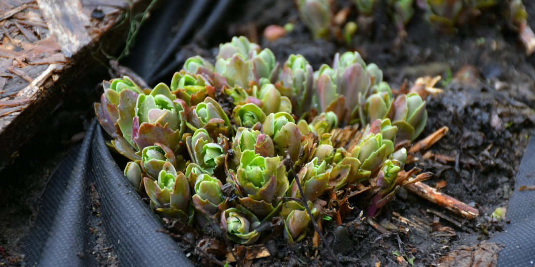 "Очитки вылезли из земли". Успейте провести 3 обязательных мероприятия для более крупных соцветий