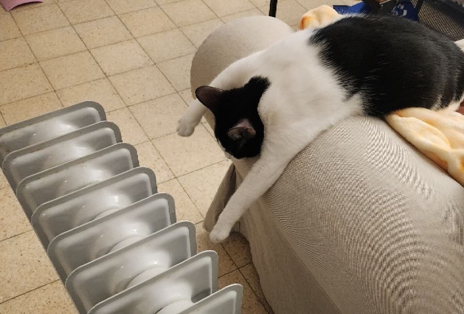 И снова пластилиновая кошка детей... Совершенно нелепая, но от этого не менее замечательная😁😁😁