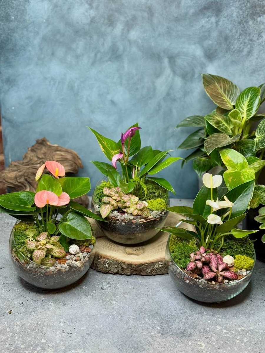 Флорариумы с Антуриумом