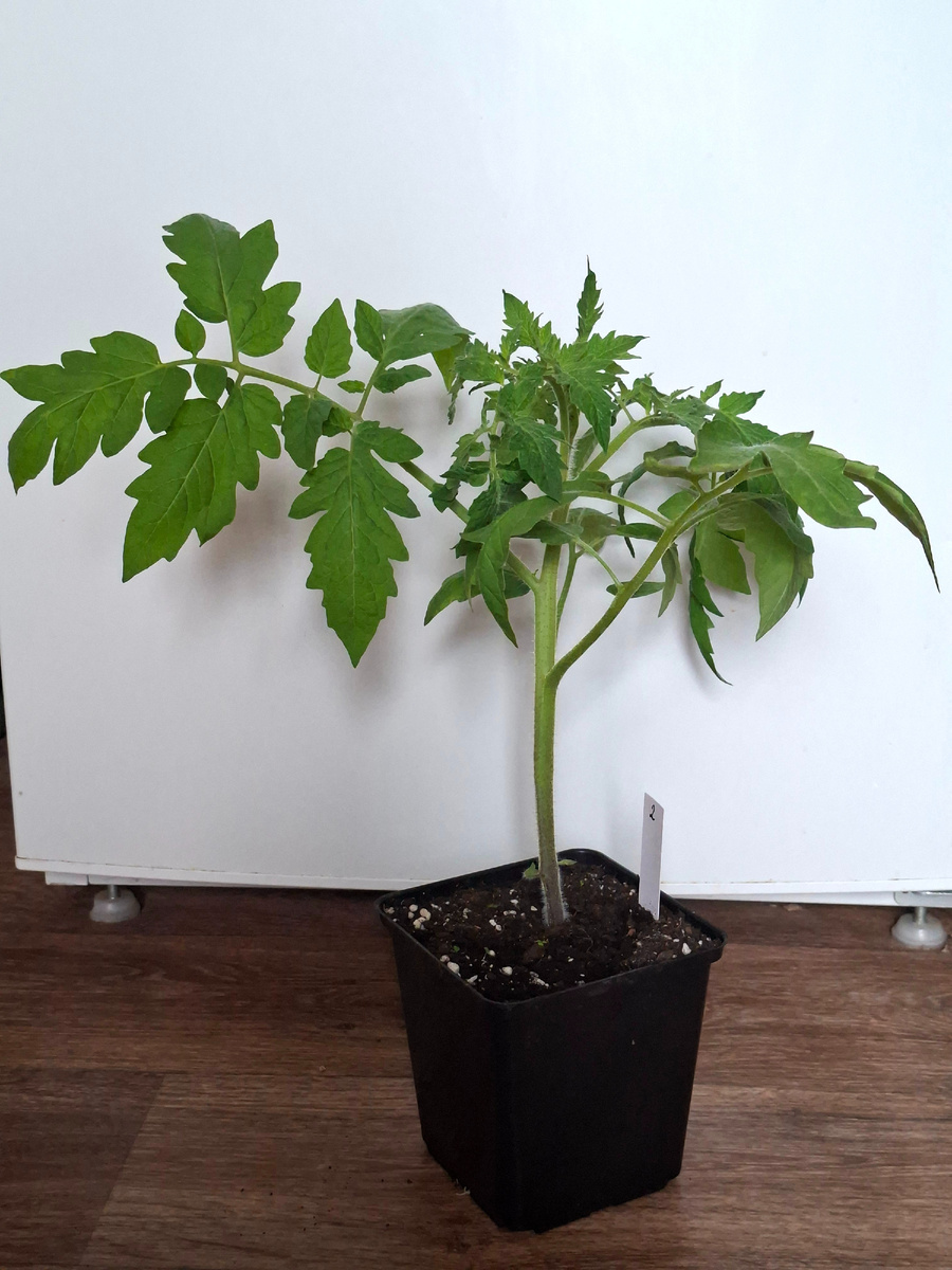 Рассада томата сорта Гигант Фарина в возрасте 31 дня от всходов. Фото автора